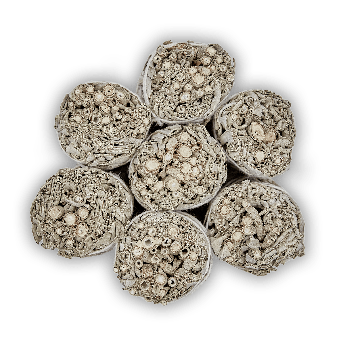 Weißer Salbei - BIO