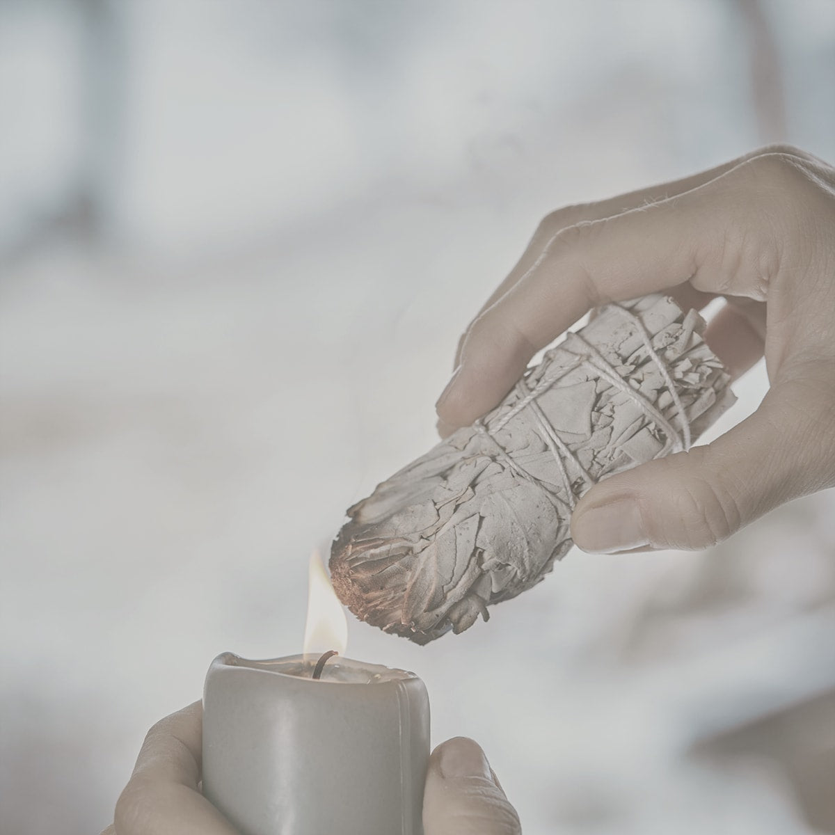 Weißer Salbei - BIO